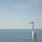 Skyway - Fish Guard